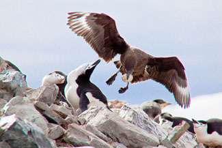 Jim Wood Skua and Penguin